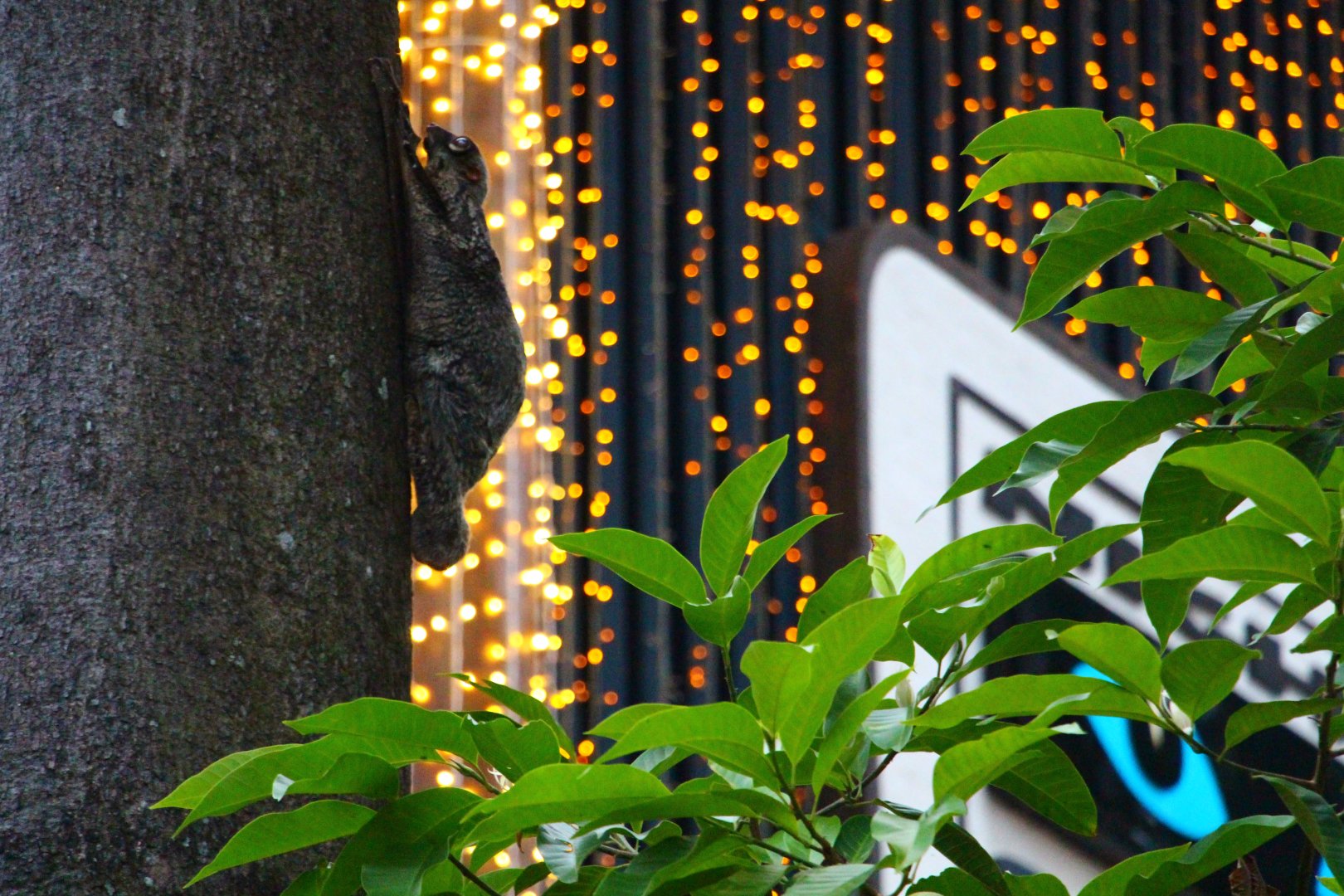 Colugo and Christmas Lights