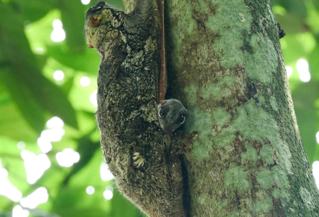 Colugo and young
