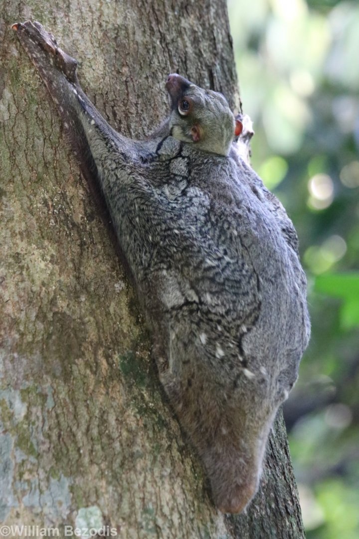 Colugo - Bukit Timah