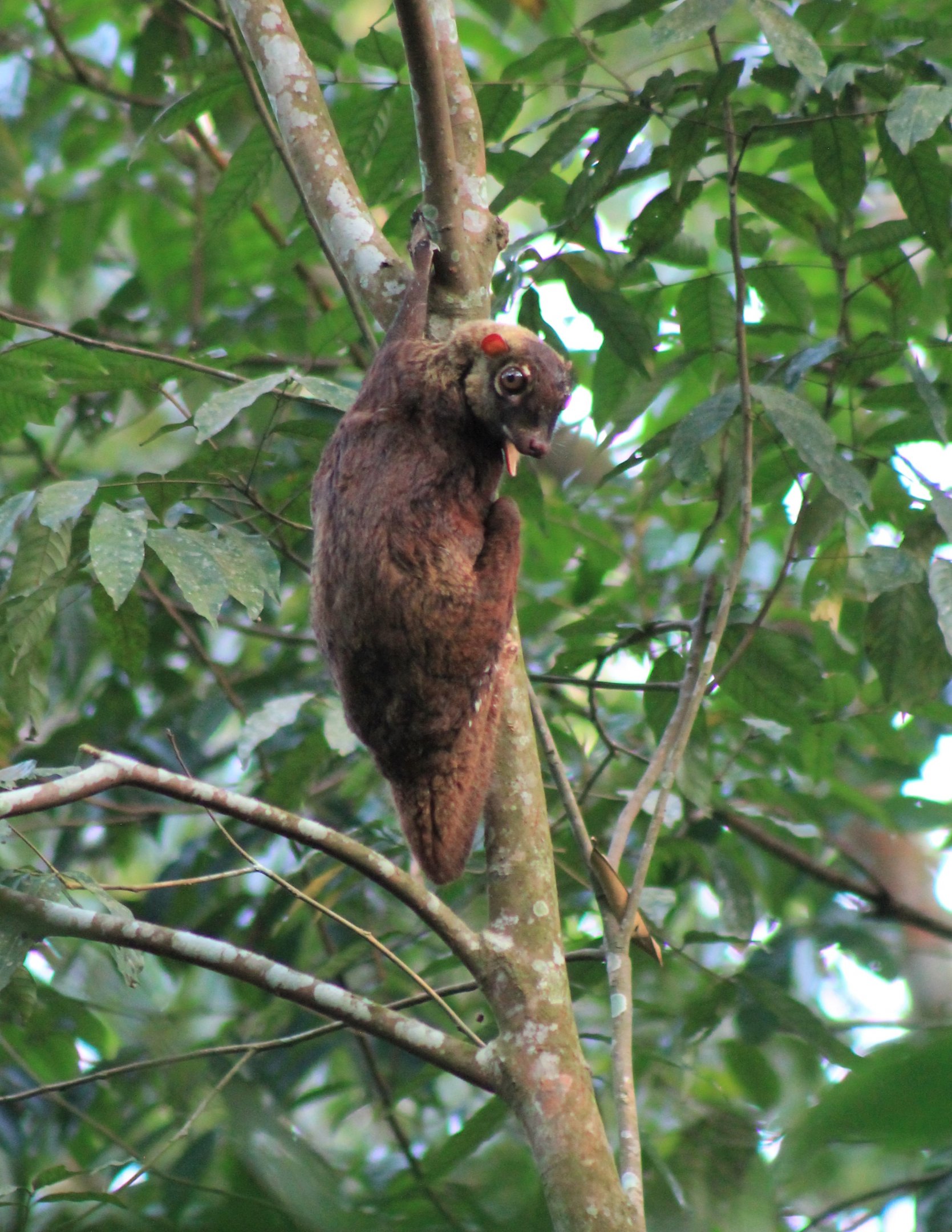 Colugo (Cynocephalus variegatus peninsulae)