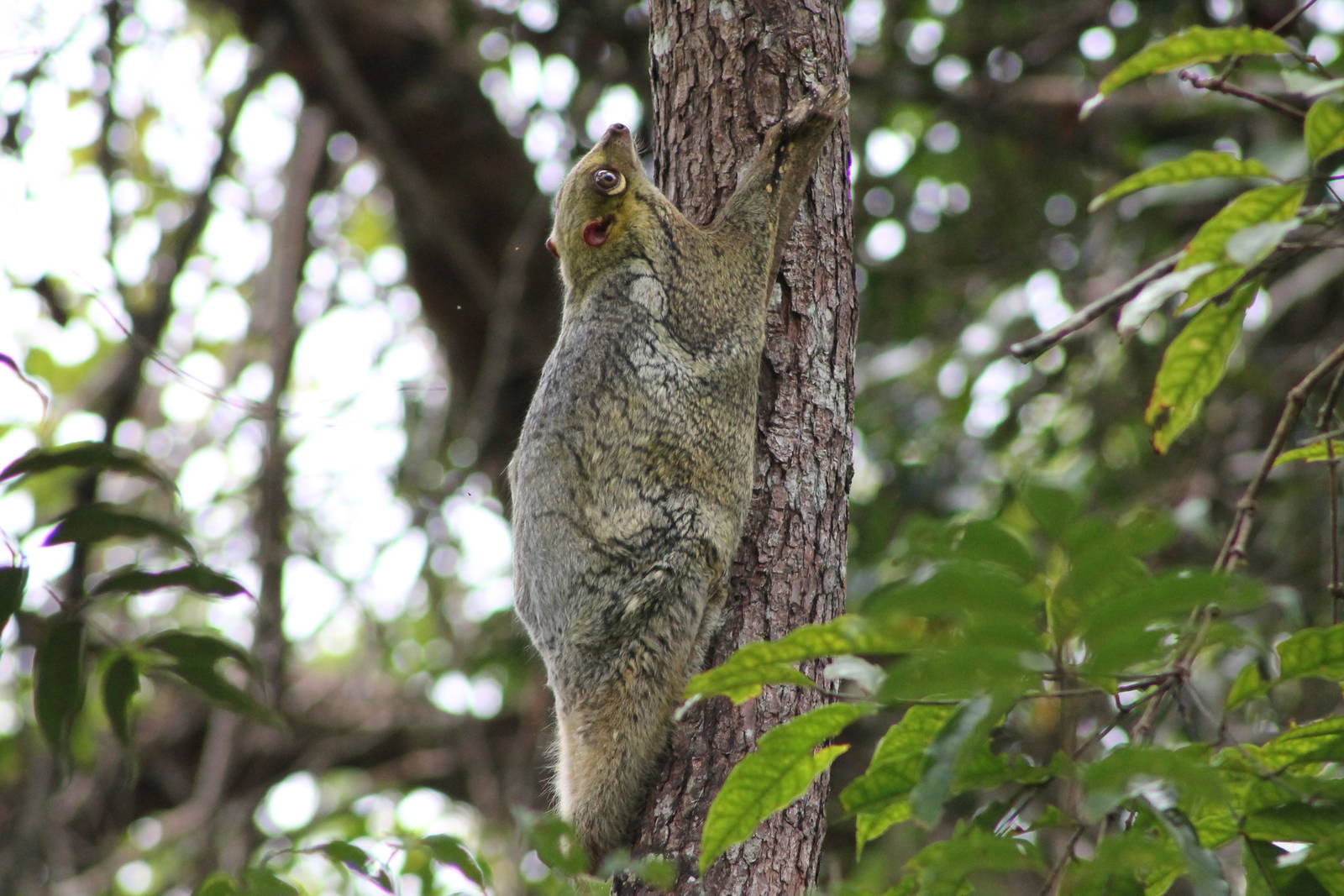 colugo (Cynocephalus variegatus)