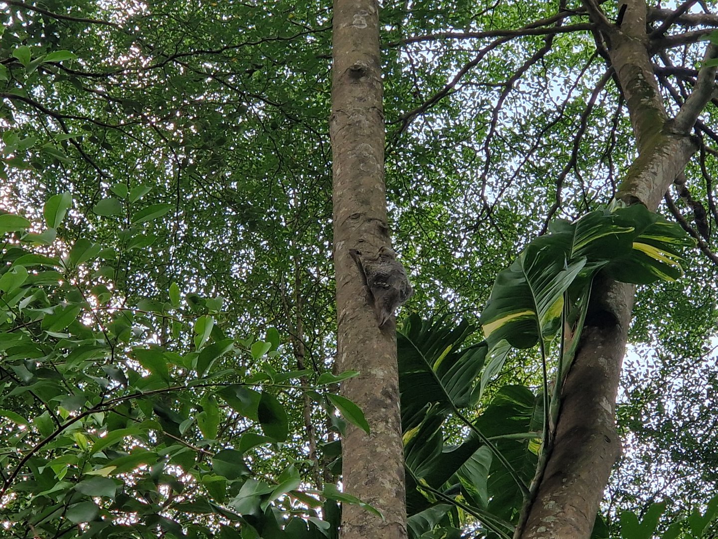 Colugo on a tree