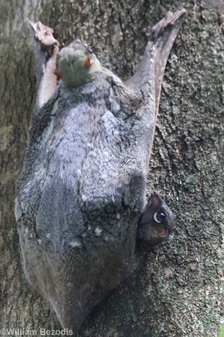 Colugo with Cute Widdle Baby - Bukit Timah