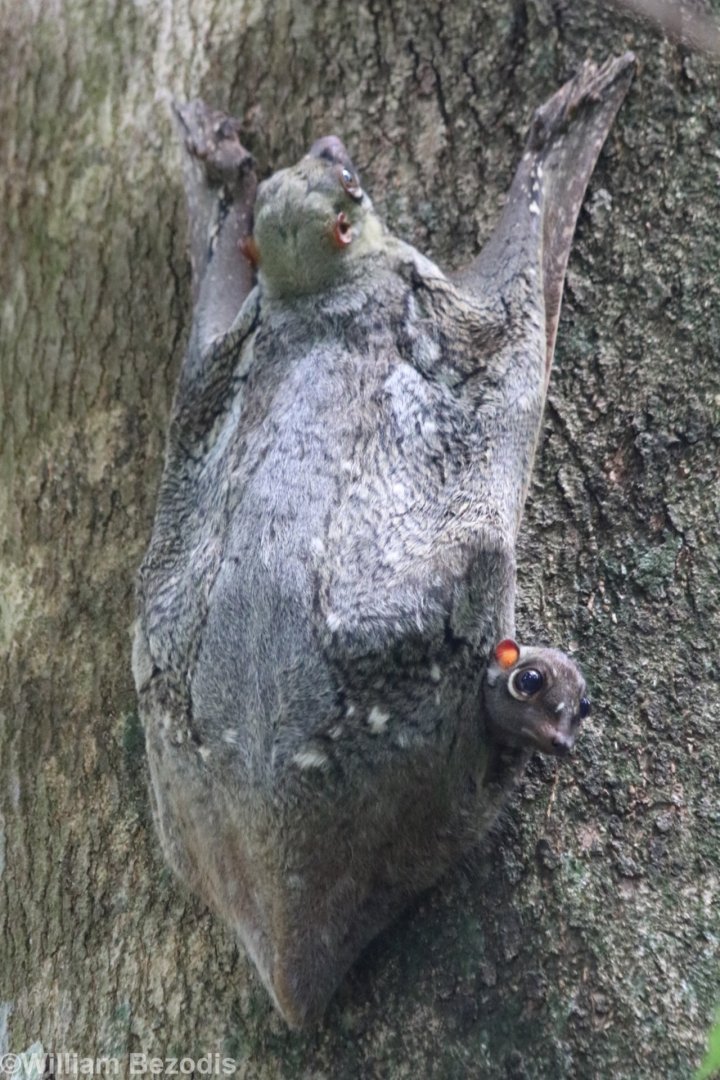 Colugo with Cute Widdle Baby - Bukit Timah