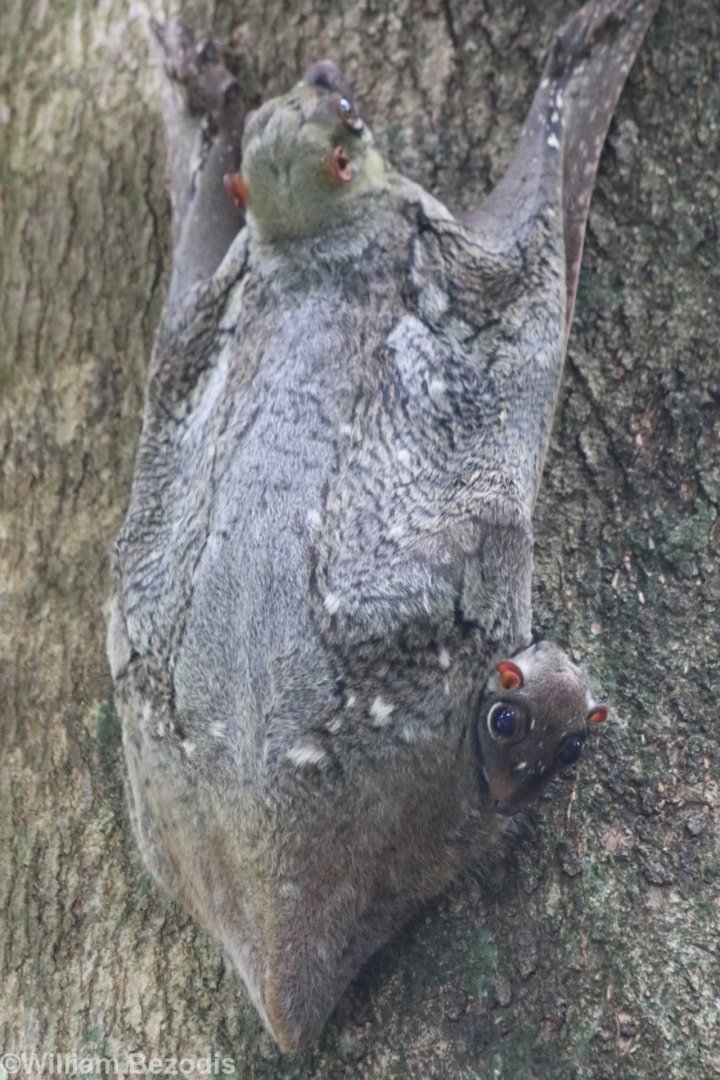 Colugo with Cute Widdle Baby - Bukit Timah
