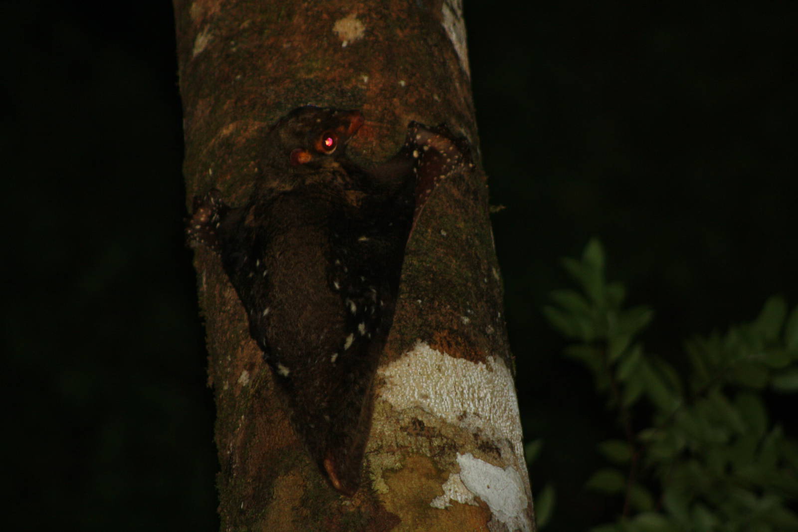 Colugo