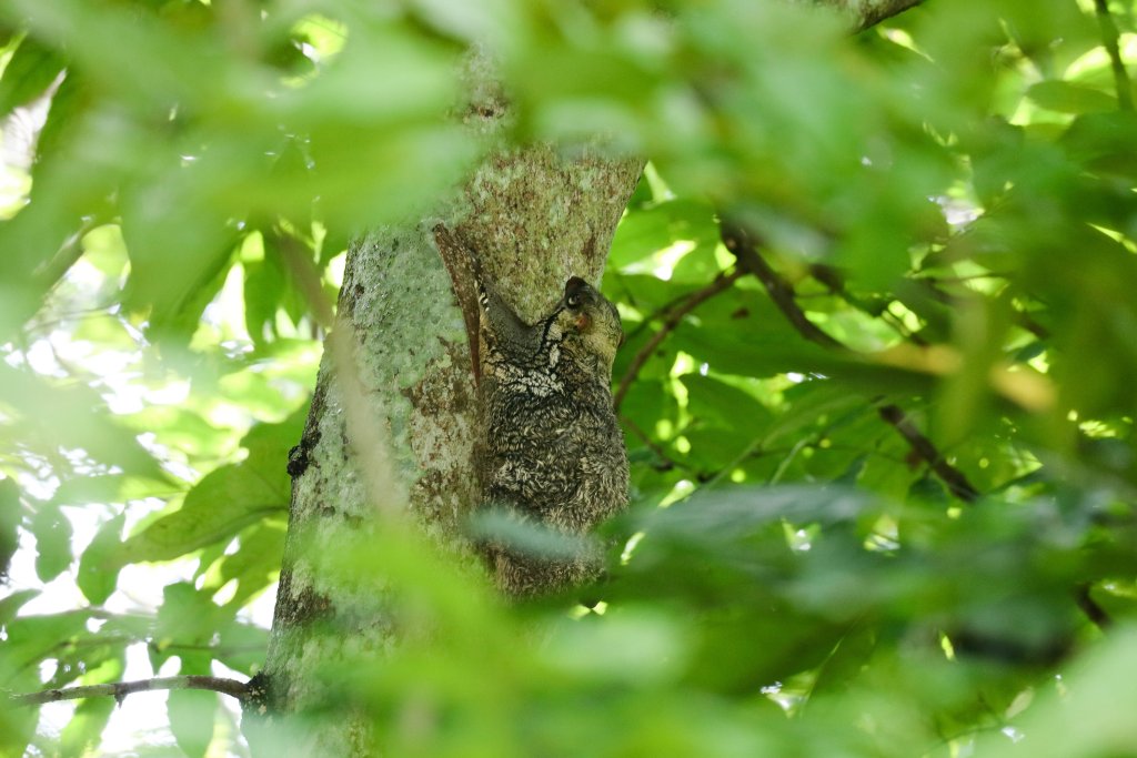 Colugo
