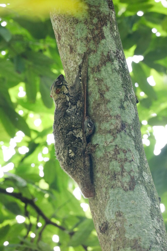 Colugo