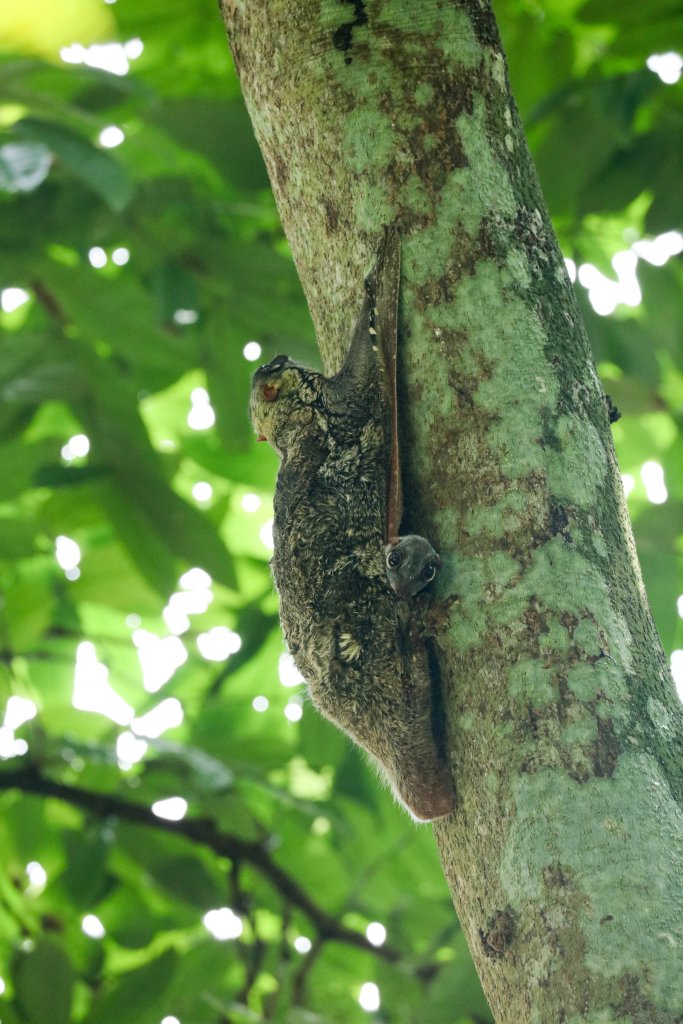 Colugo