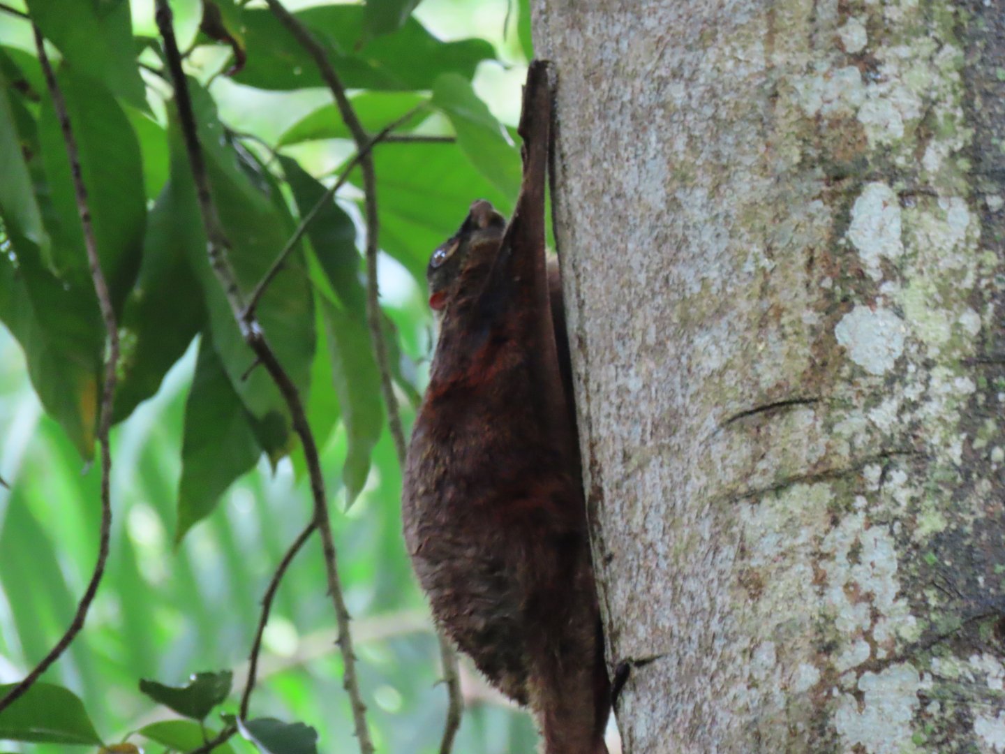 colugo