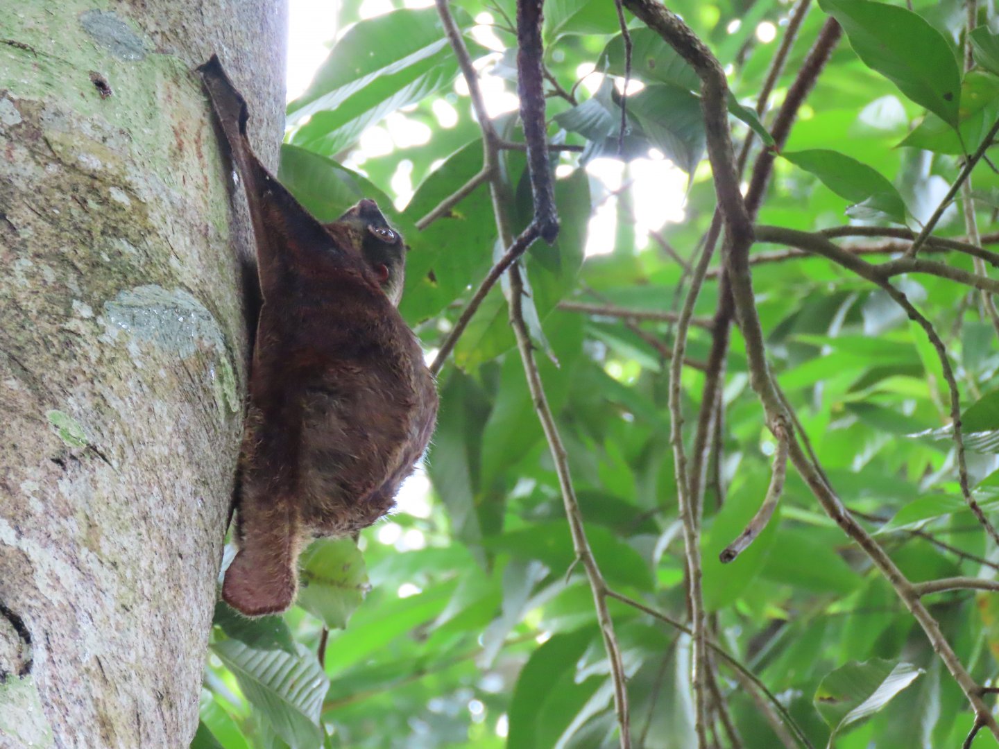 colugo