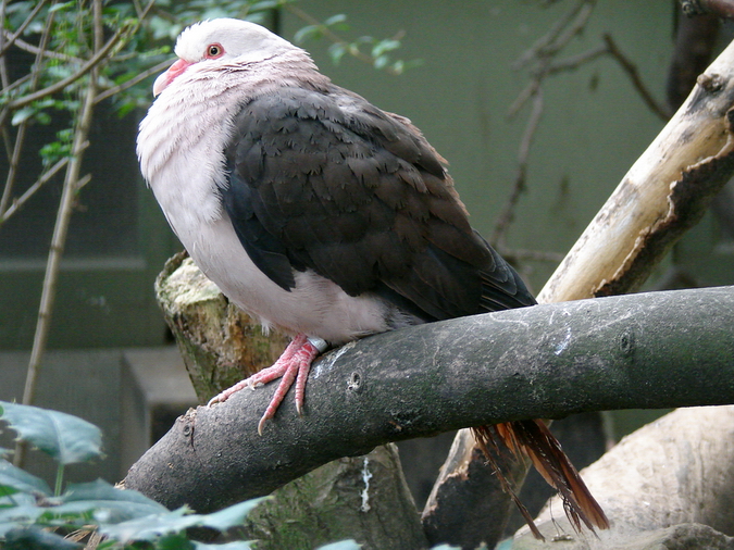 Columba mayeri / Mauritius pink pigeon