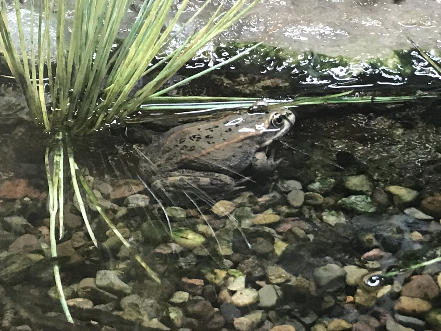 Columbia Spotted Frog