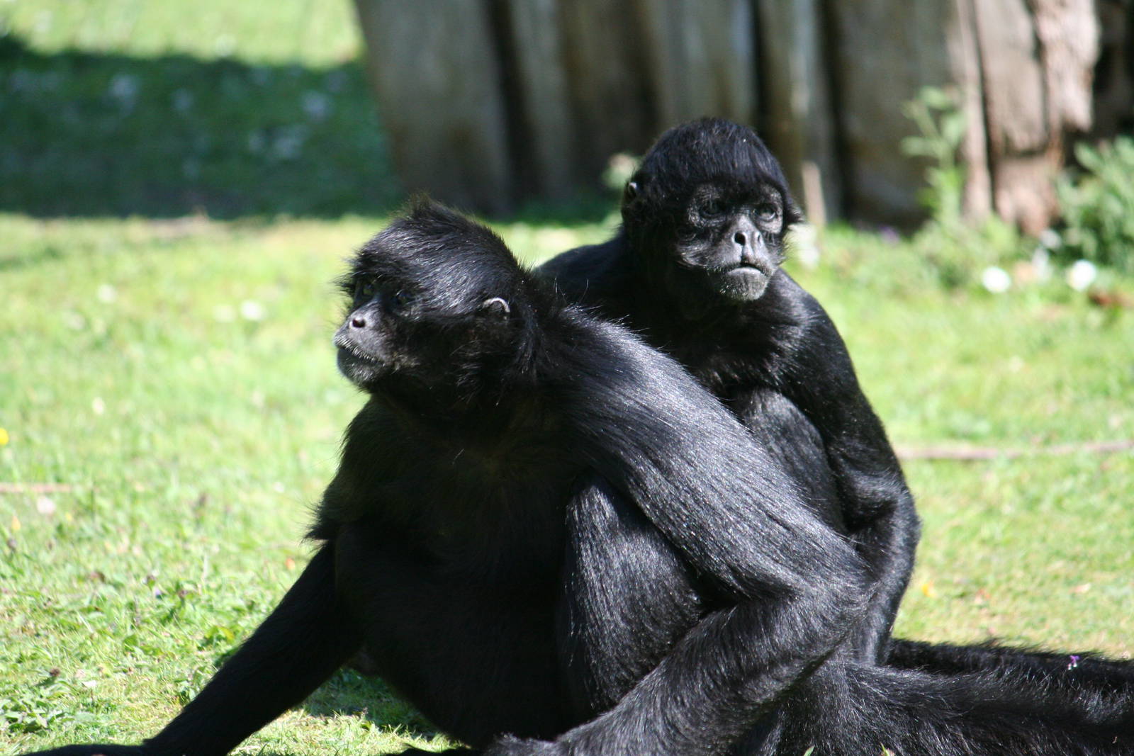 Columbian black-faced spider monkeys