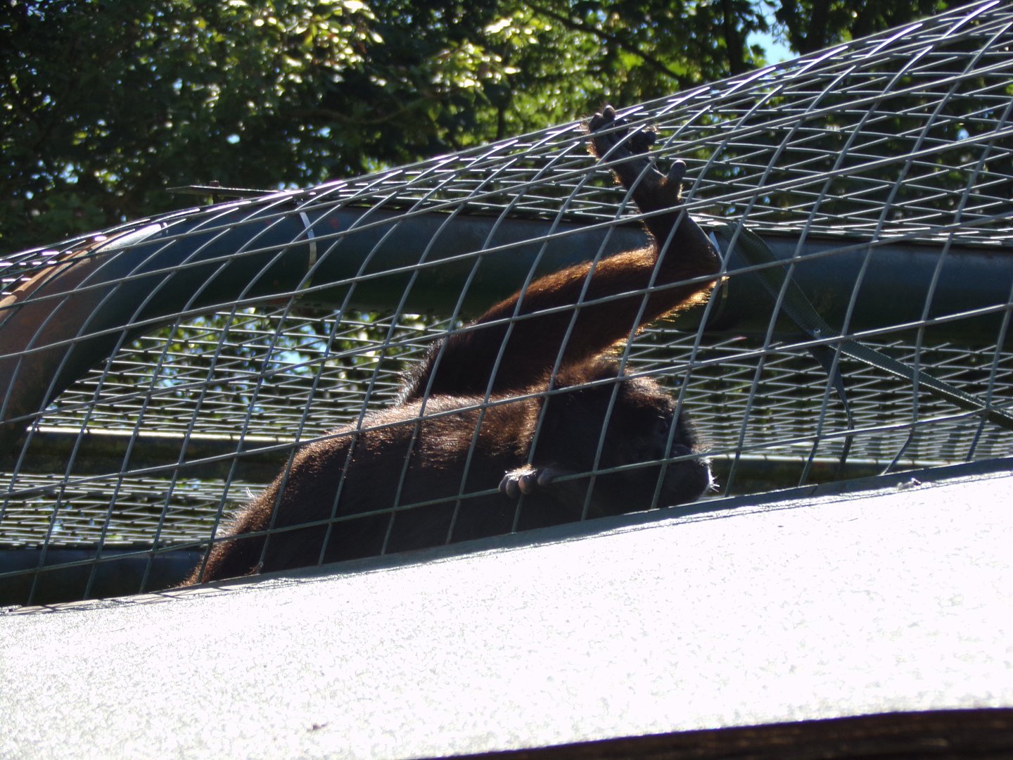 Columbian black spider monkey 7.7.24