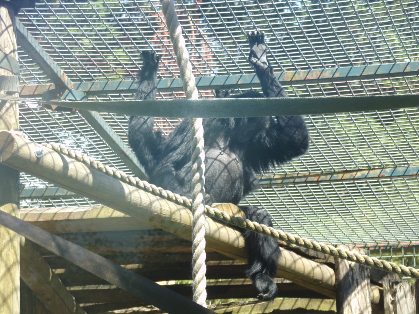 Columbian black spider monkey 7.7.24