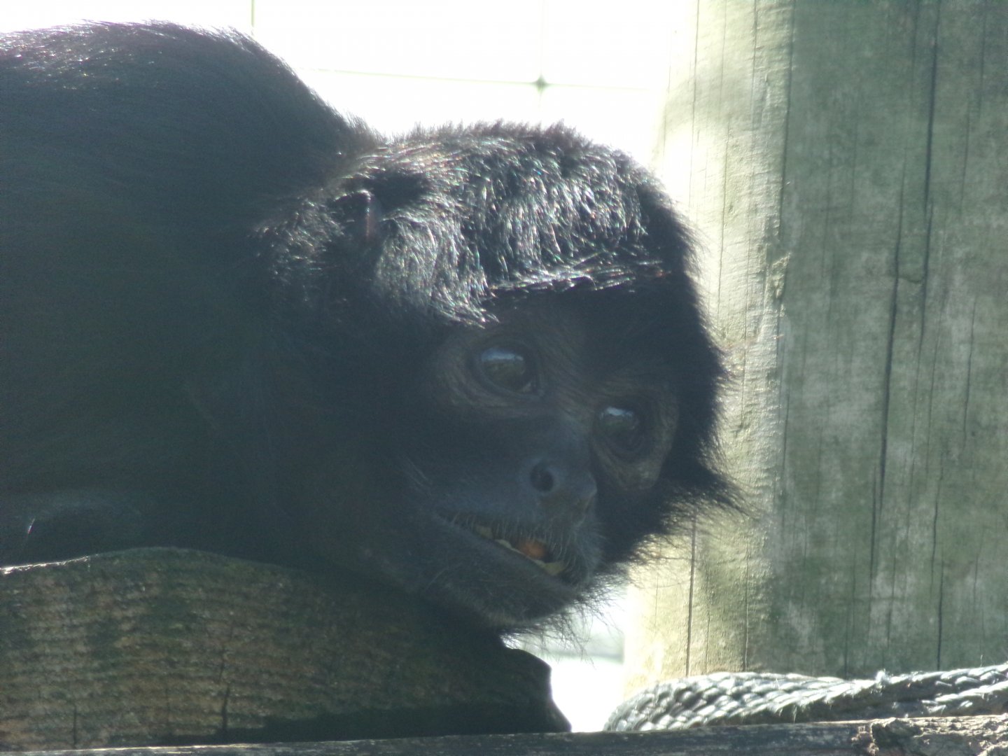 Columbian black spider monkey 7.7.24
