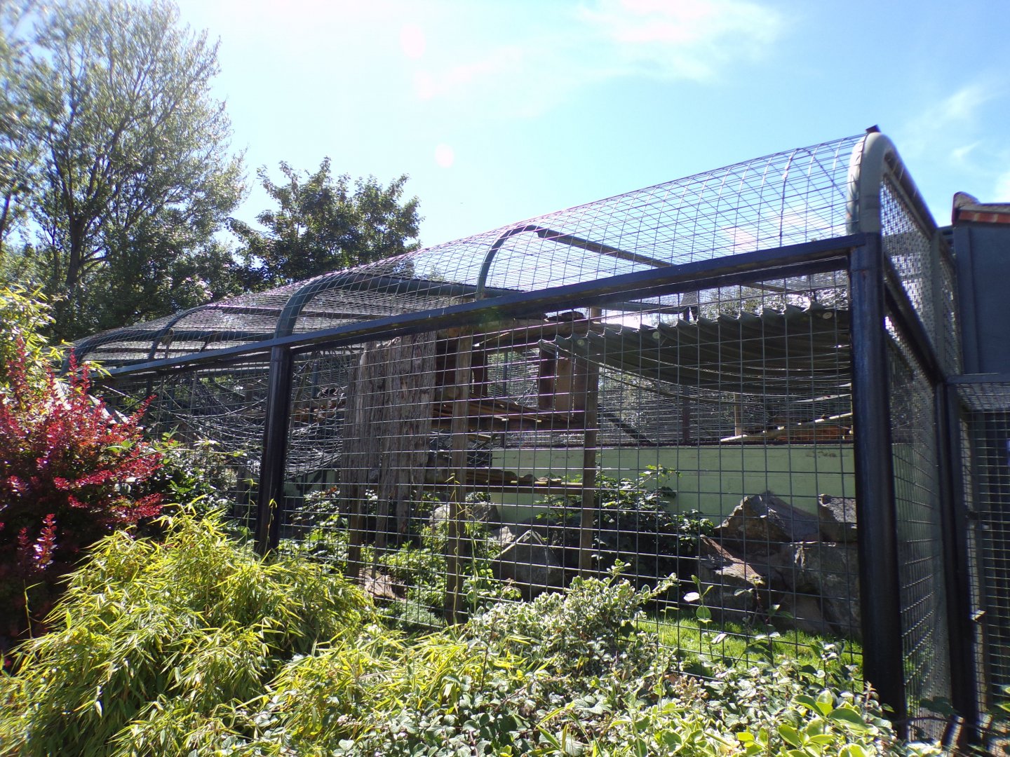 Columbian black spider monkey enclosure 7.7.24