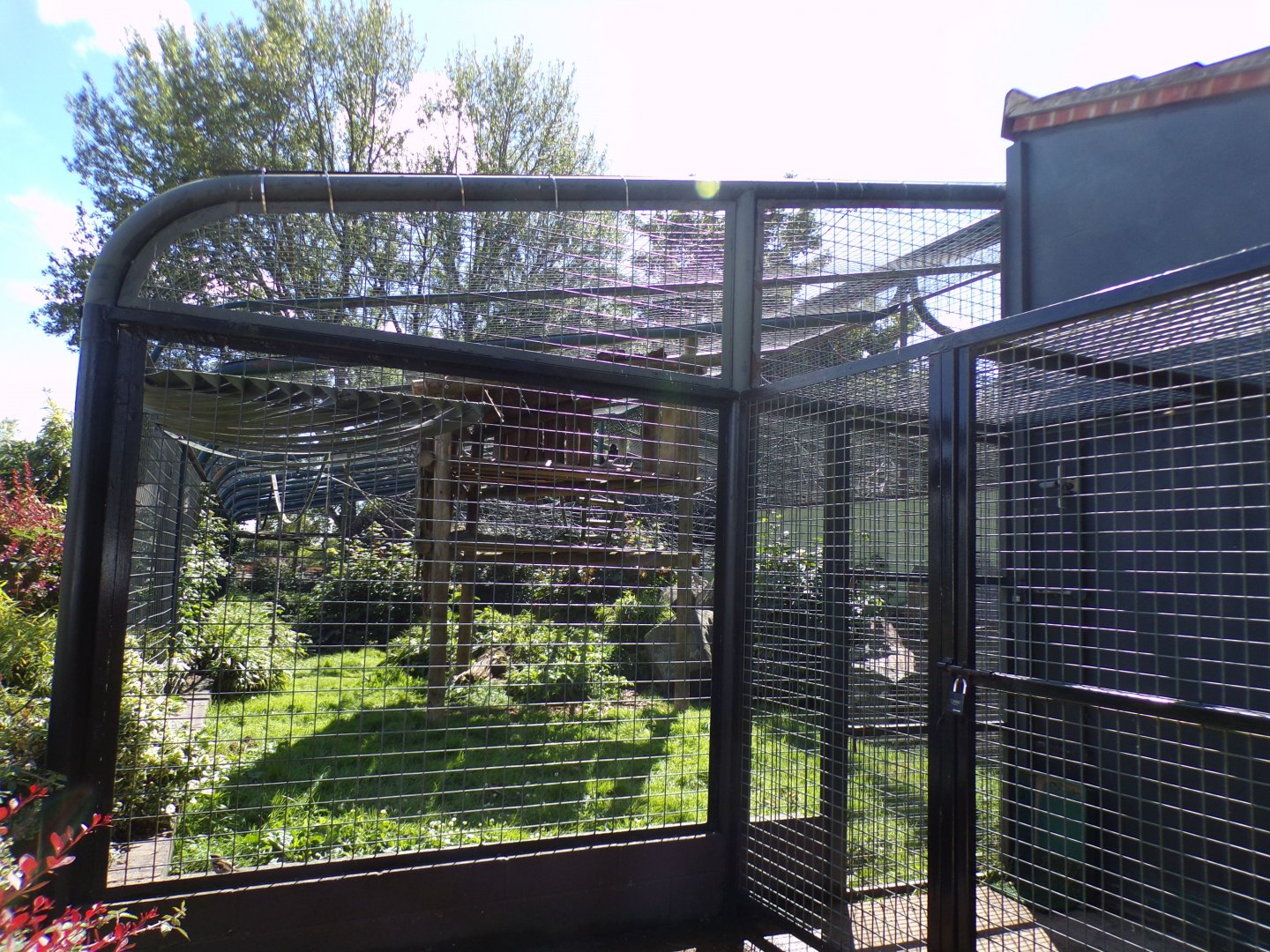 Columbian black spider monkey enclosure 7.7.24