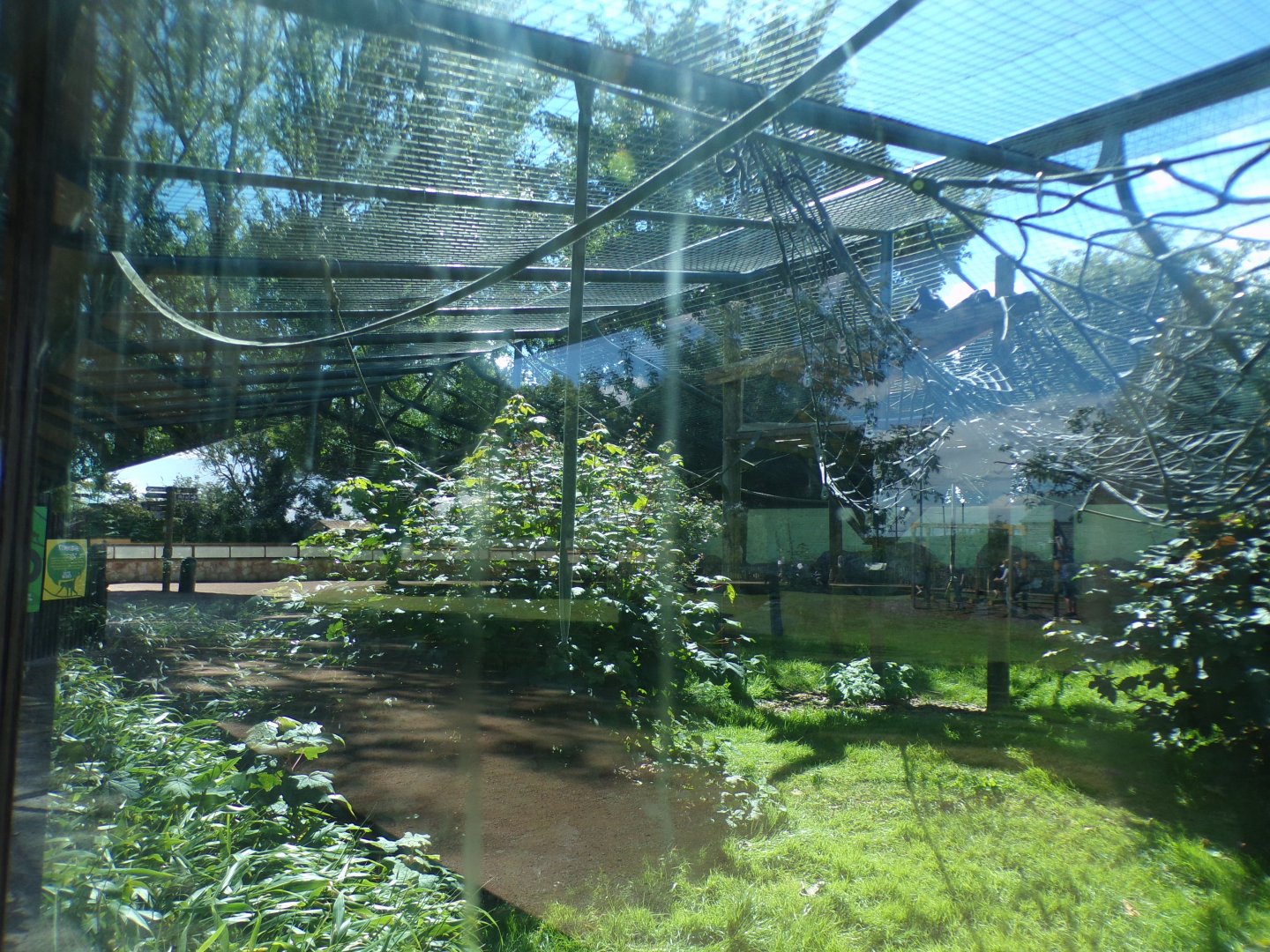 Columbian black spider monkey enclosure (sorry for glare) 7.7.24