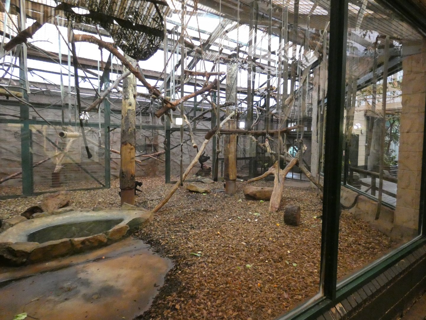 Columbian black spider monkey enclosure