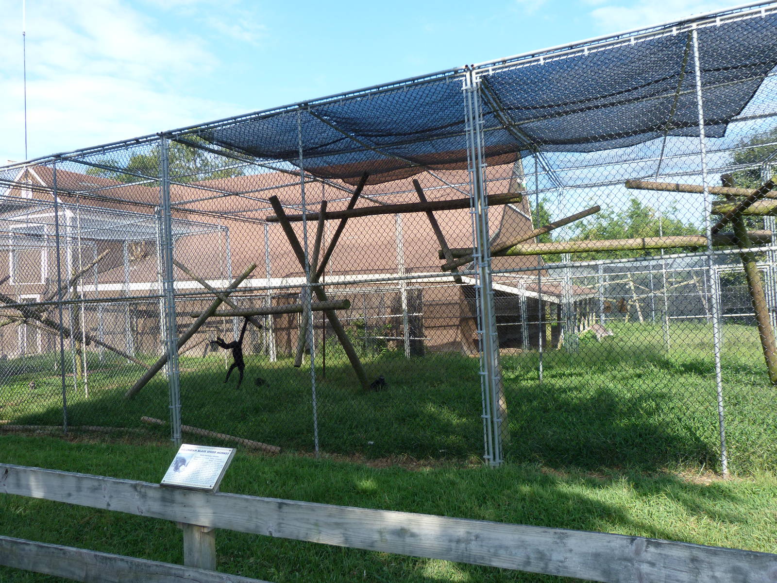 Columbian Black Spider Monkey Exhibit - Aug. 2014