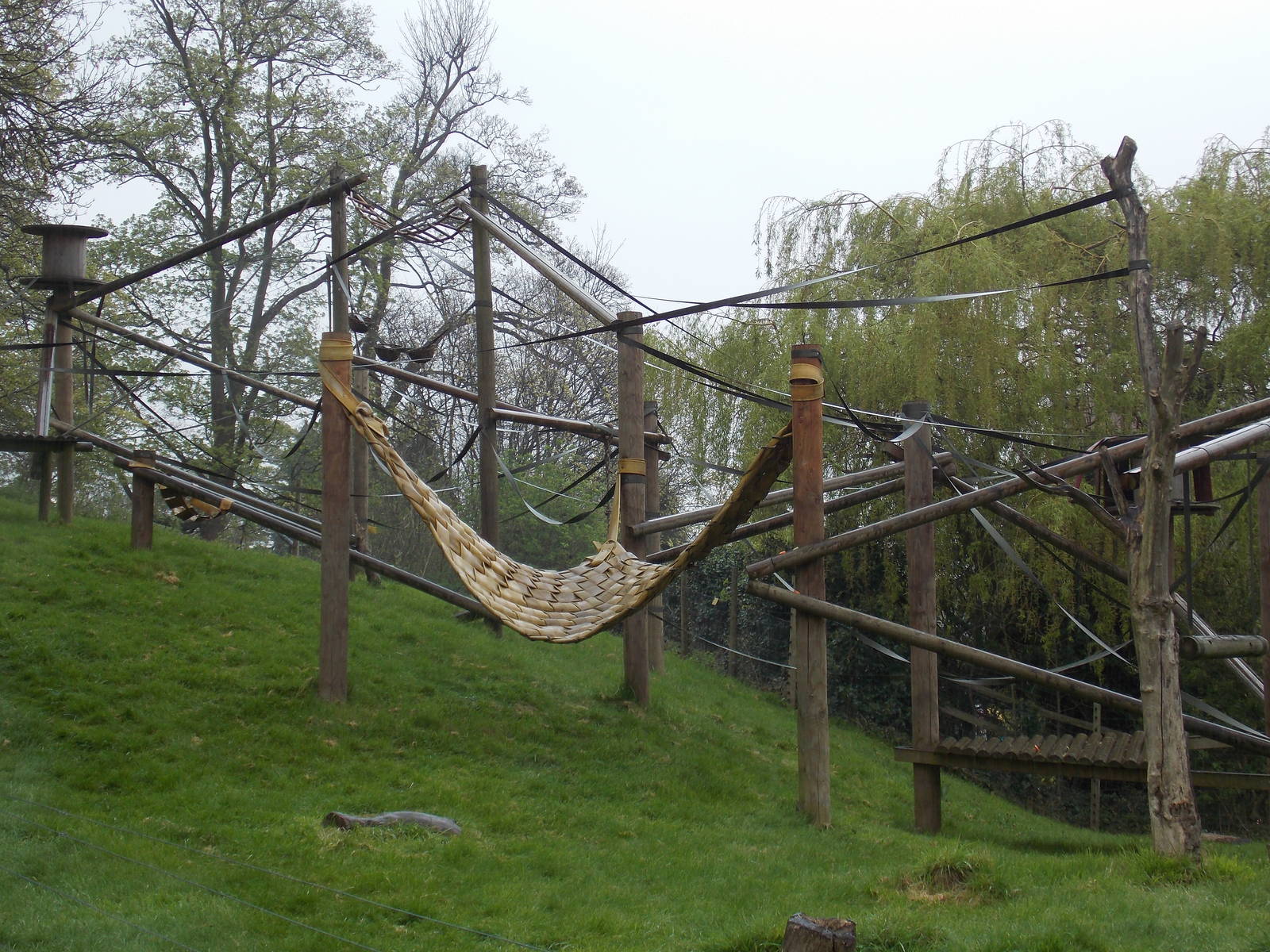 Columbian Black Spider Monkey exhibit