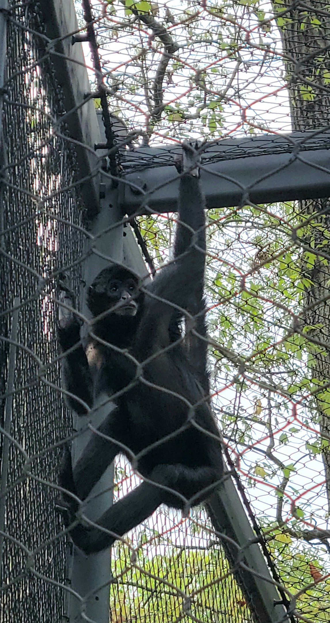 Columbian Black Spider Monkey-Greenville Zoo-April 2025