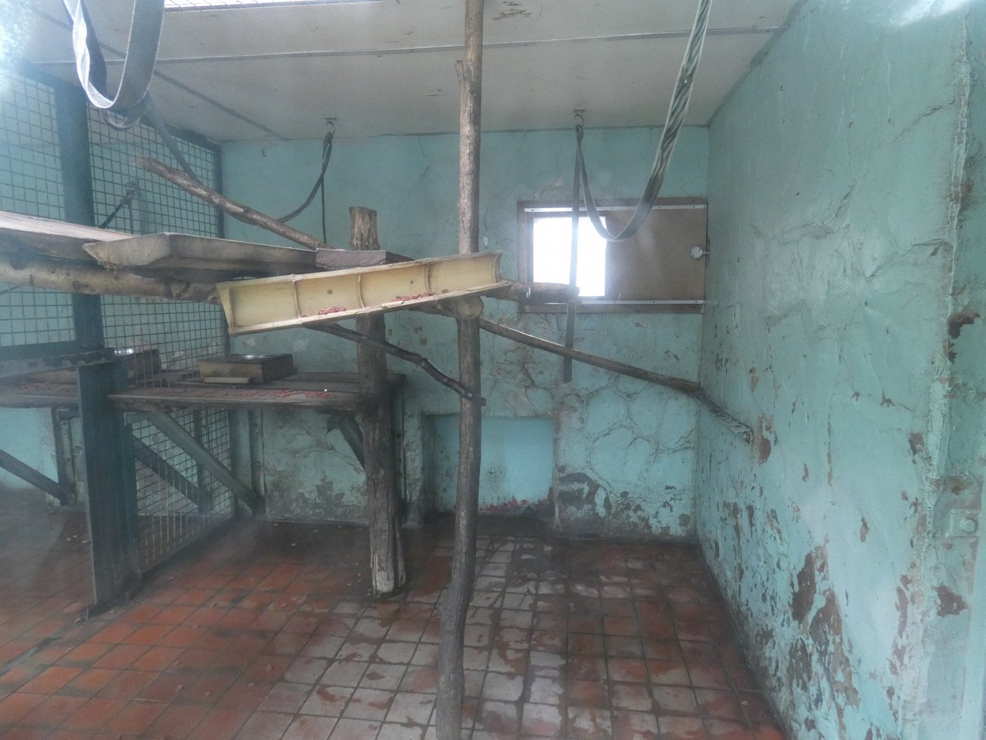 Columbian black spider monkey indoor enclosure