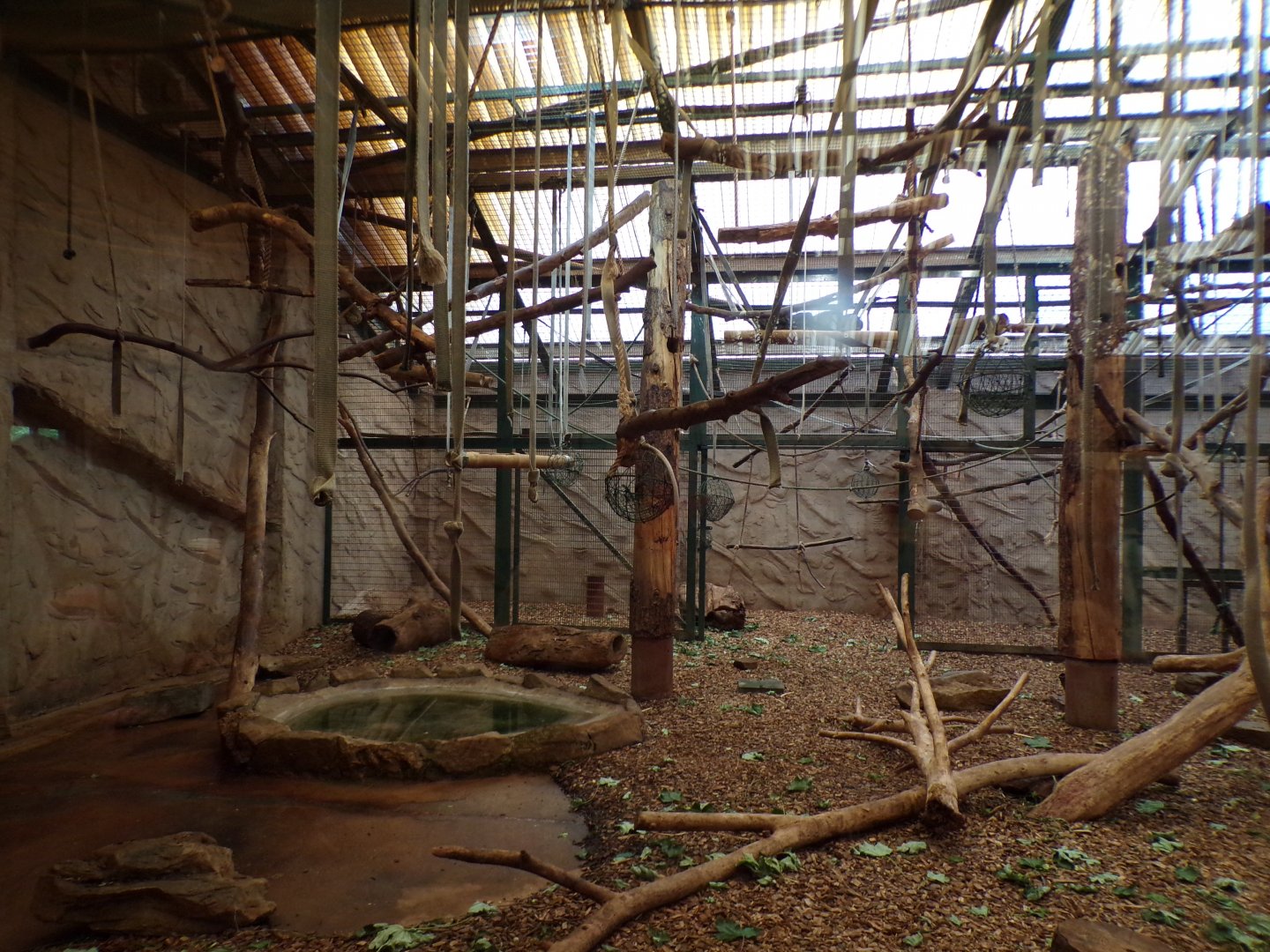 Columbian black spider monkey indoors 29.6.24