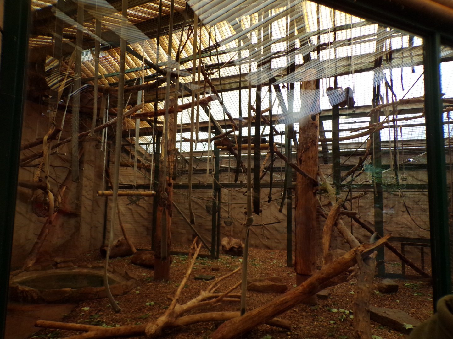 Columbian black spider monkey indoors 29.6.24