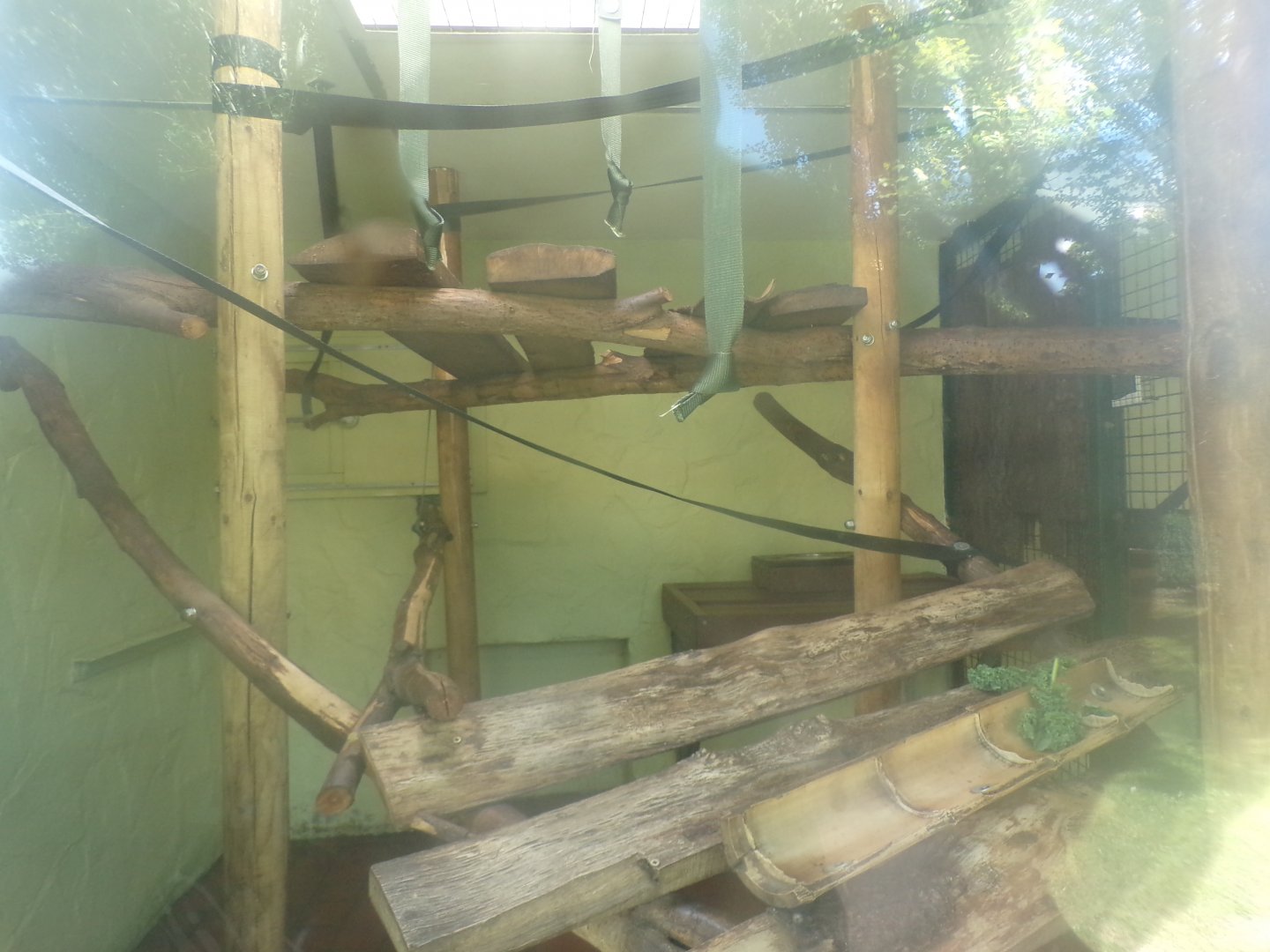 Columbian black spider monkey indoors 7.7.24