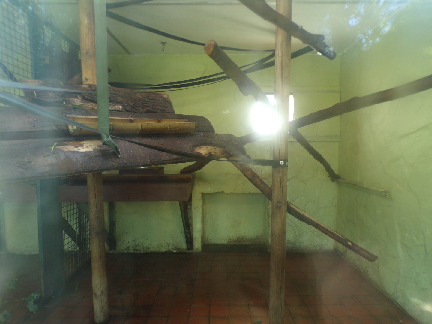 Columbian black spider monkey indoors 7.7.24