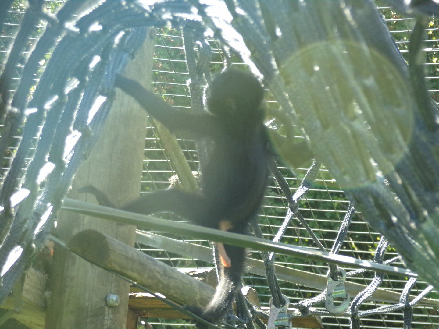 Columbian black spider monkey youngster 7.7.24