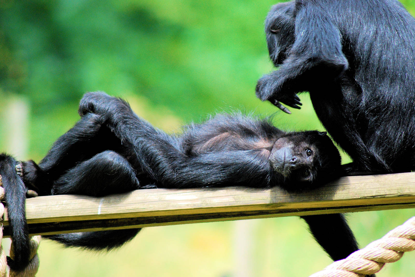 Columbian Black Spider Monkey