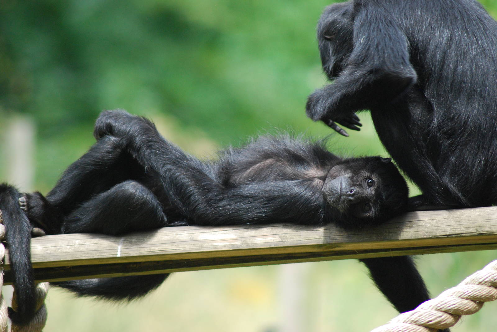 COLUMBIAN BLACK SPIDER MONKEY