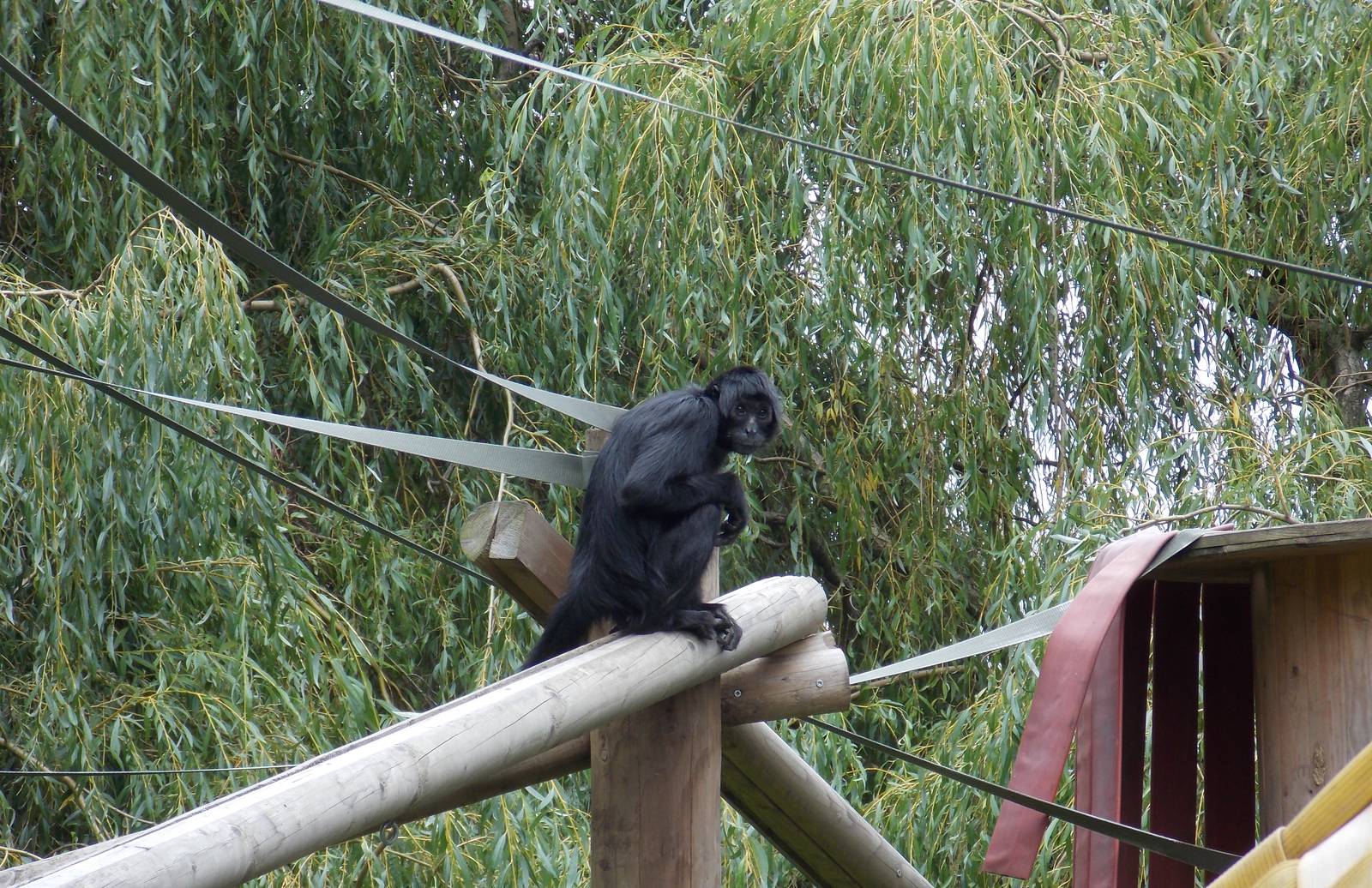 Columbian Black Spider Monkey