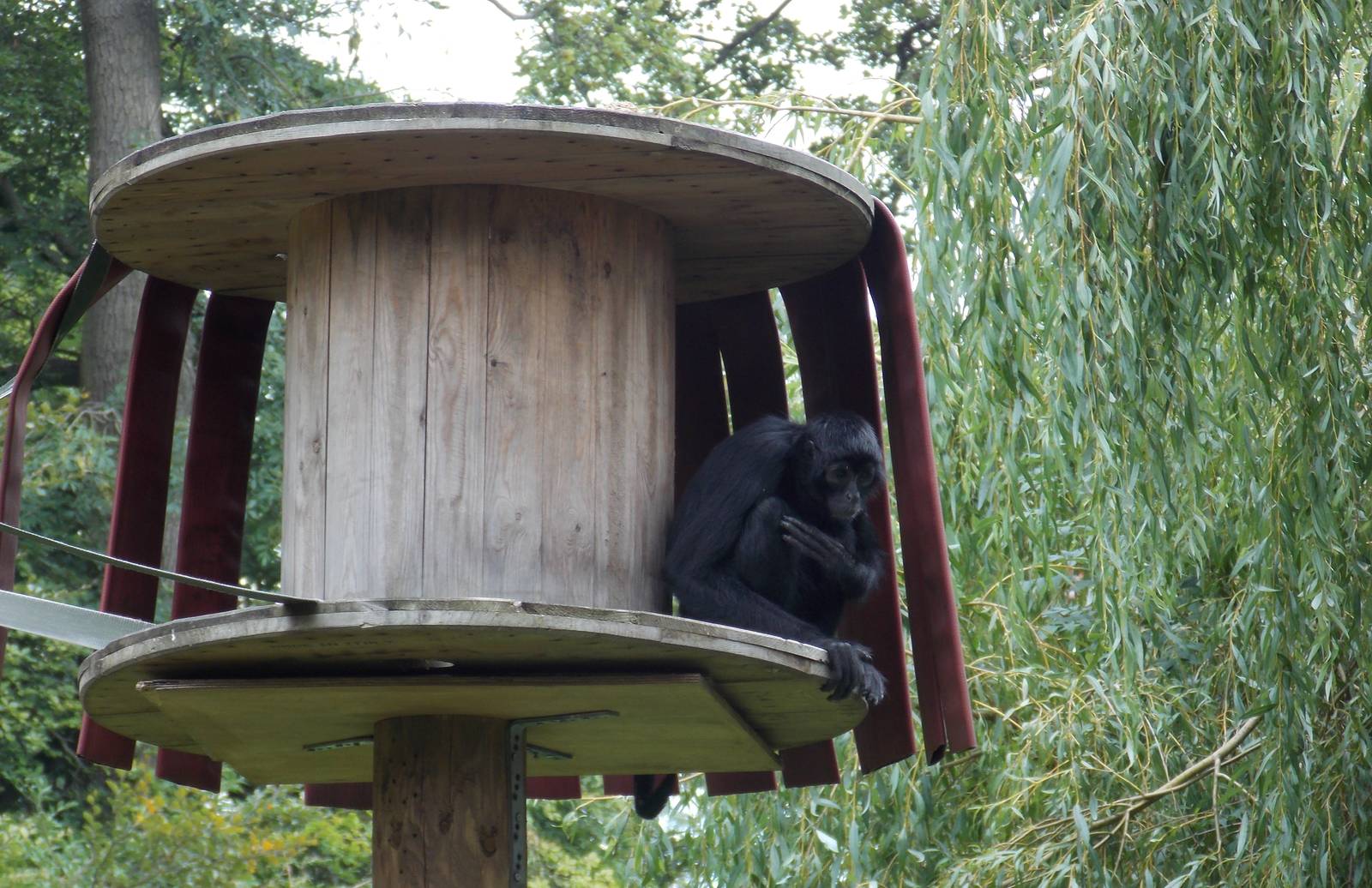 Columbian Black Spider Monkey