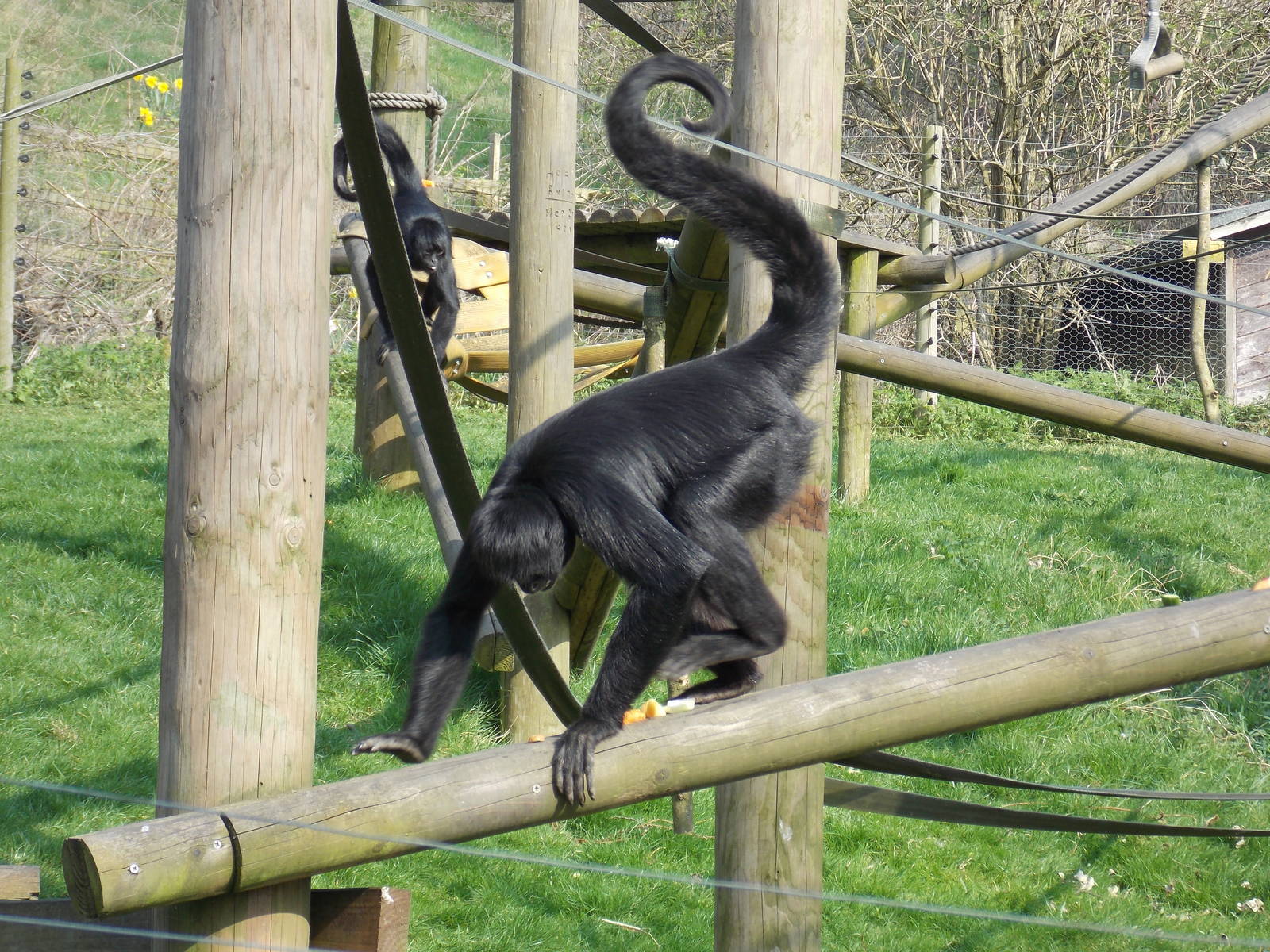 Columbian black spider monkey