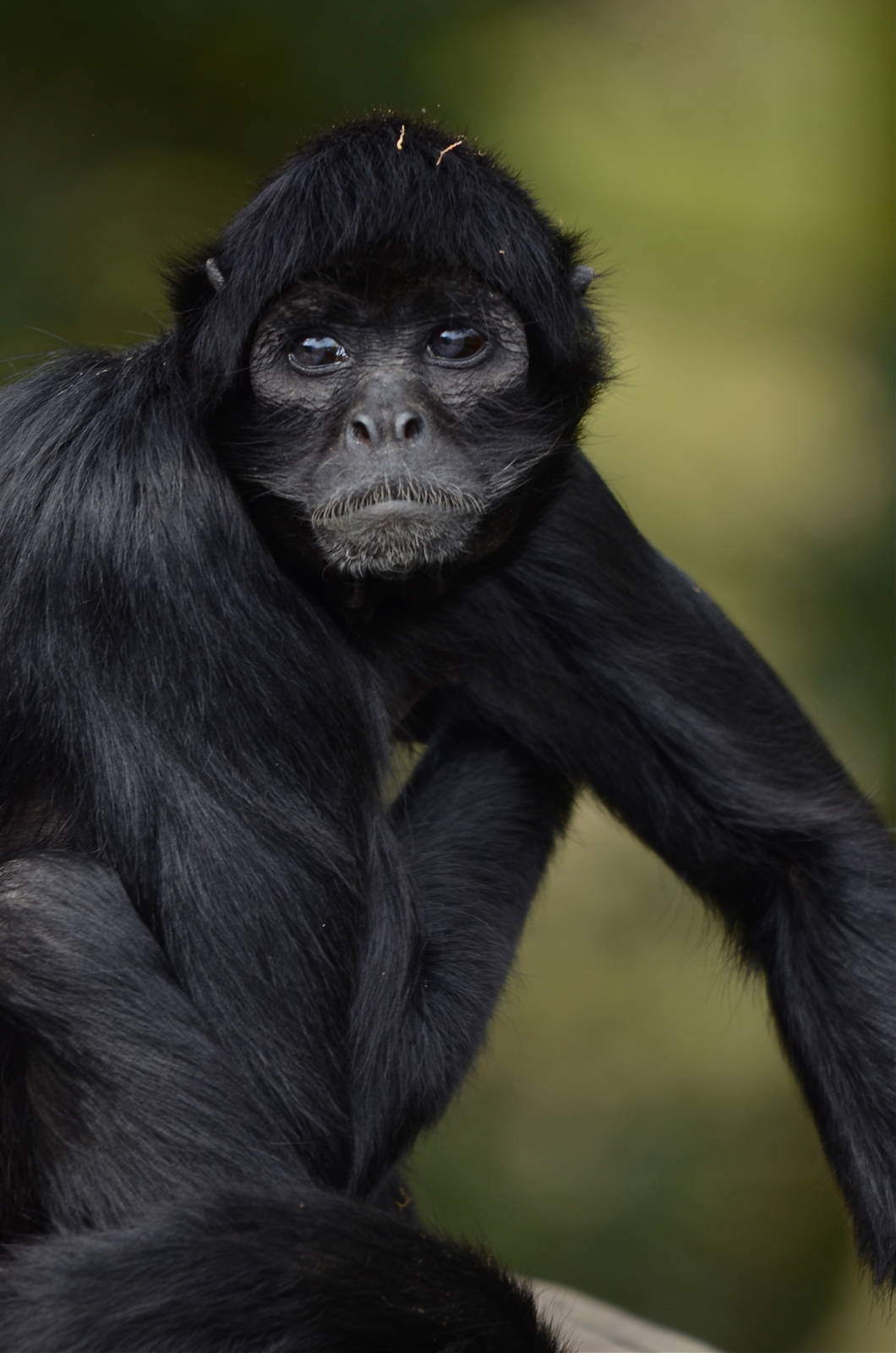 Columbian Black Spider Monkey