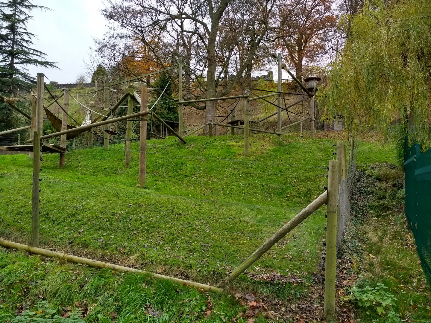 Columbian Black Spider Monkey