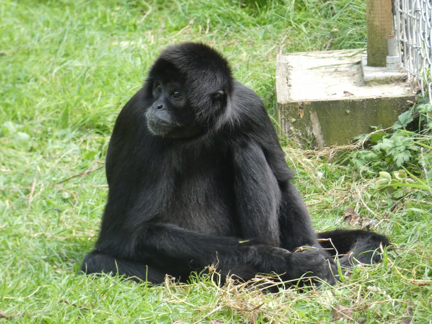 Columbian black spider monkey