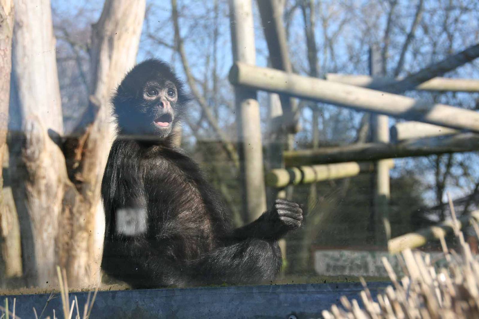 Columbian Black Spider Monkey