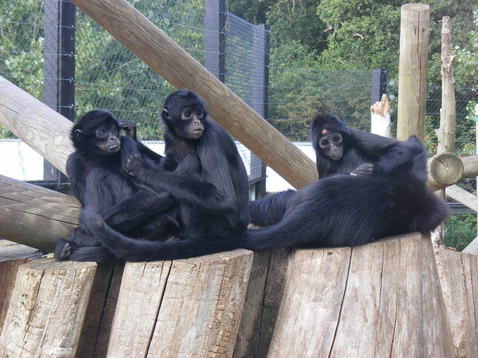 Columbian black spider monkeys at Colchester Zoo, 17 September 2010