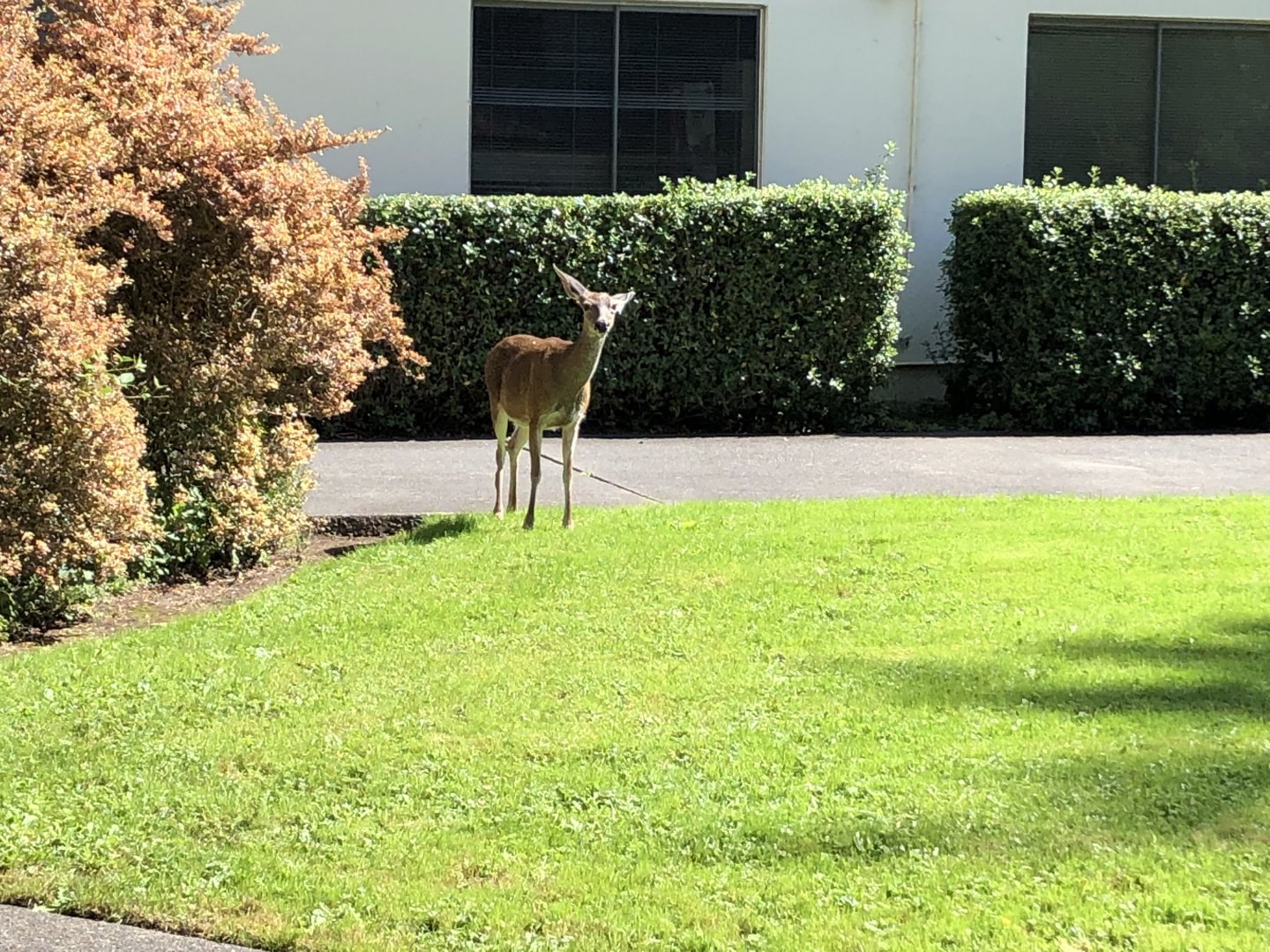 Columbian black-tailed deer doe (Arcata, CA)