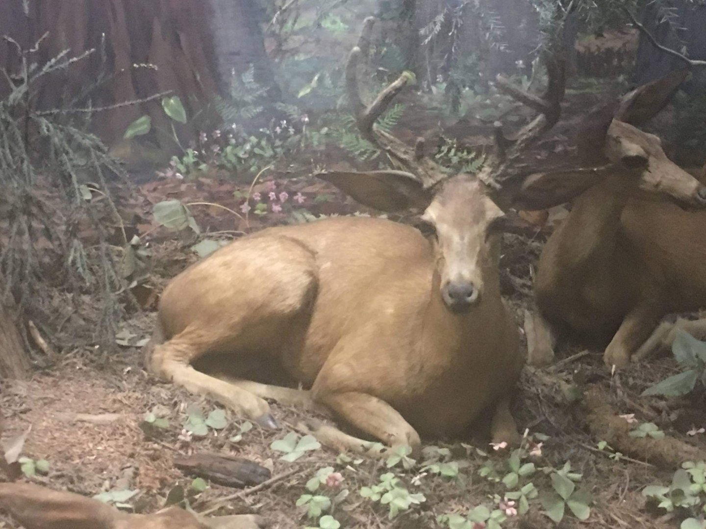 Columbian black tailed deer (Odocoileus hemionus columbianus)