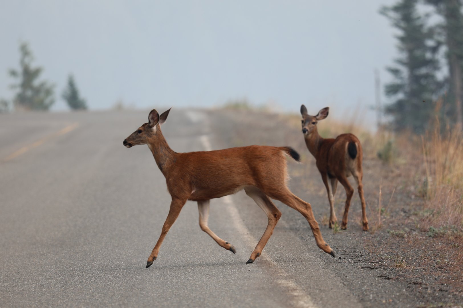 Columbian Black-tailed Deer (Odocoileus hemionus columbianus)