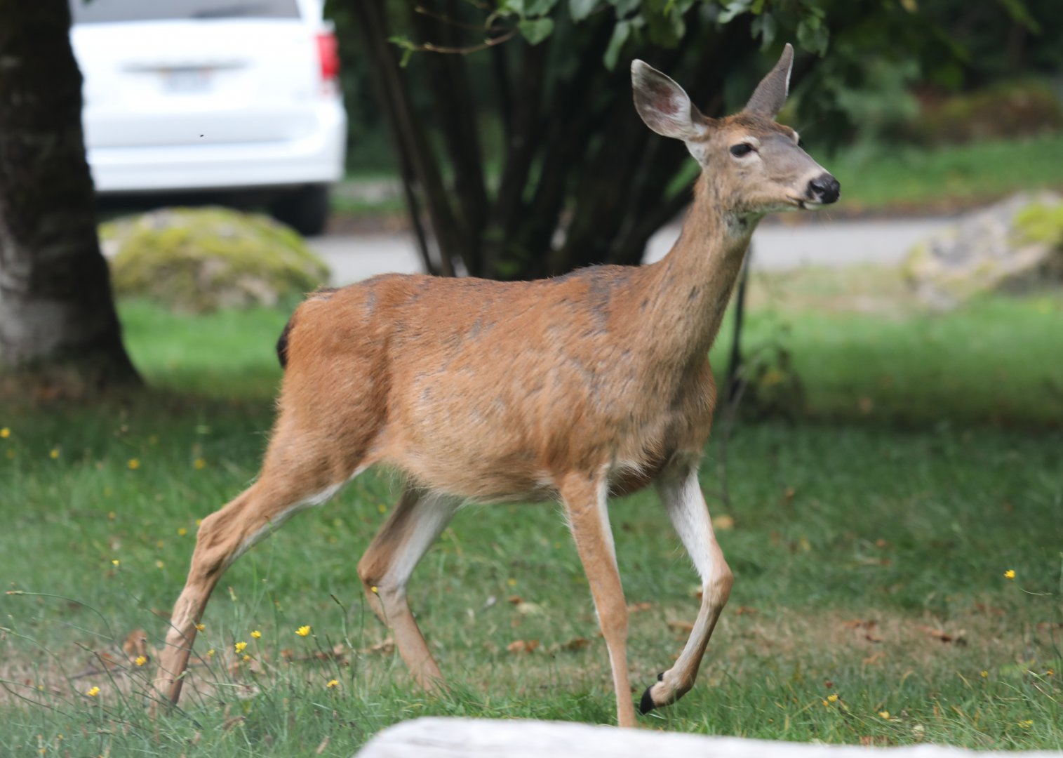 Columbian Black-tailed Deer (Odocoileus hemionus columbianus)