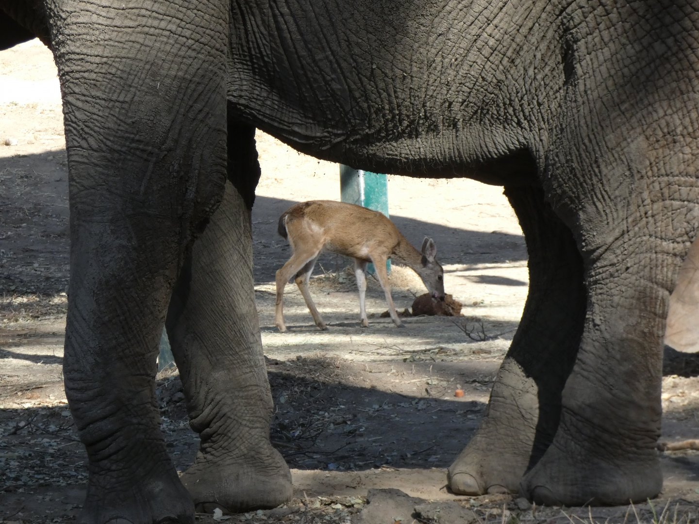 Columbian black-tailed deer (Wild)
