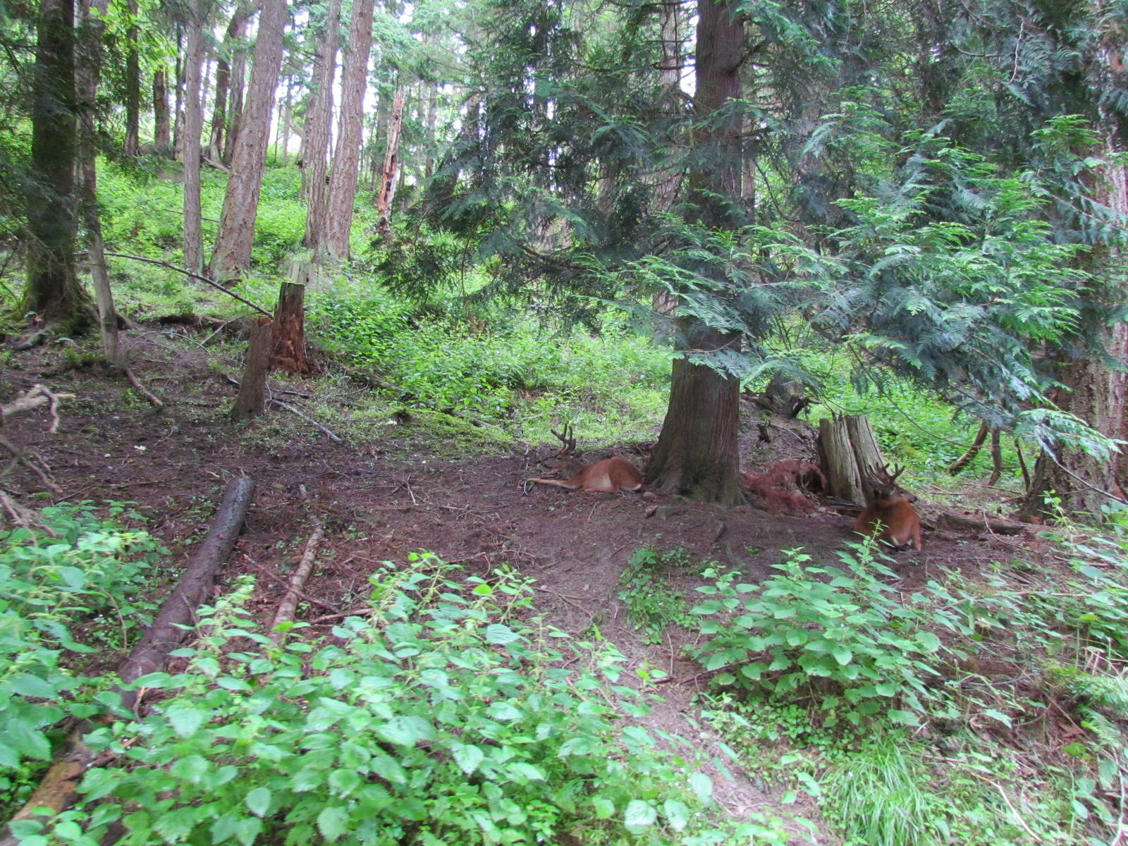Columbian Black-tailed Deer
